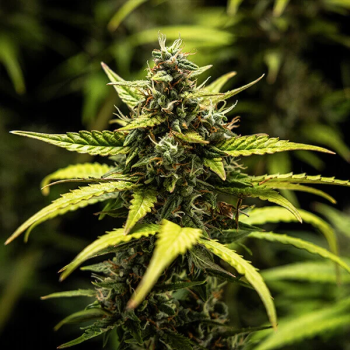 Samen 3x NYC Sour D Automatik Royalqueenseeds